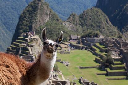 Una llama posa para la foto frente al Machu Picchu (Perú).