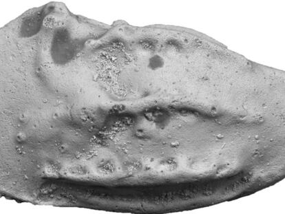 Un macho de una especie de crustáceo con concha que vivió hace 78 millones de años analizado en el estudio