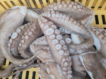 Pulpo pescado en la costa africana. Imagen proporcionada por O Percebeiro.