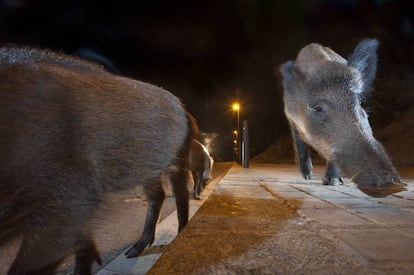 Un grupo de jabalíes buscan comida en una calle de Barcelona.