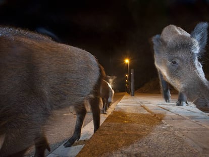 Un grupo de jabalíes buscan comida en una calle de Barcelona.