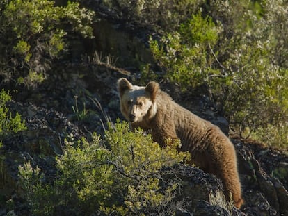 Fotograma de la película 'Cantábrico' en el que se ve un oso.