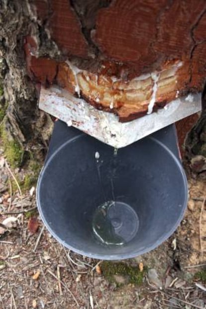 Un pote colocado en un pino de la localidad de Robleda (Salamanca), recibiendo la resina que cae por la zona rasurada del rbol donde se ha aplicado un cido de color blanco para estimular la cada de la miera.