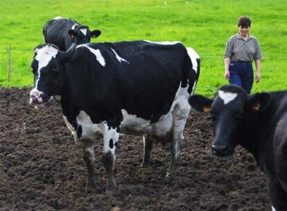 Explotación de vacas lecheras en A Pastoriza (Lugo).