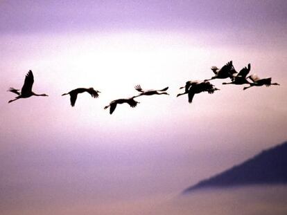 Grullas sobrevolando Monfrag&uuml;e.