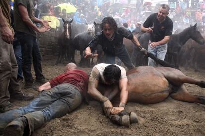 Una vez inmovilizado el animal se procede al corte de crines y cola para después volver a liberarlo en los montes cercanos.