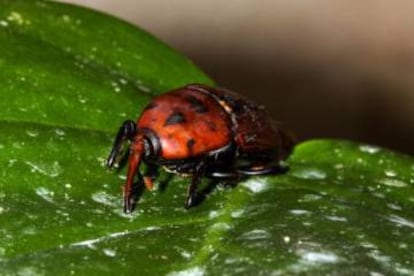 Un ejemplar de picudo rojo.