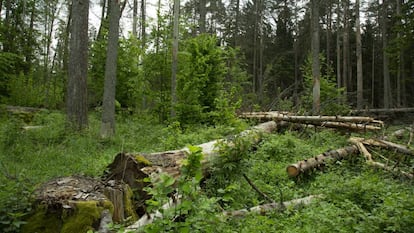 Zona del bosque de Bialowieza afectada por la tala. 