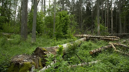 Logging in the forest of Bialowieza.