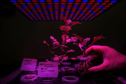 En este espacio pionero se cultivan más de 40 especies de plantas terrestres en las costas de Liguria (Italia), que incluyen tomillo, fresas, orégano y tomates cherry, entre otros. El tabaco, en concreto, se está usando en un experimento farmacéutico comprometido con la elaboración de vacunas. Pero antes de proceder con el cultivo submarino, se prueban en laboratorio diferentes tipos (como, por ejemplo, la 'Artemisia Absinthium') para ver si son compatibles con el entorno de la biosfera, la estructura subterránea que preserva las condiciones para que la plantación sea un éxito. Las luces rojas y azules de LED recrean el mismo ambiente que en la superficie.