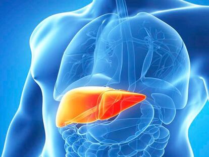 La hepatitis C afecta al hígado.