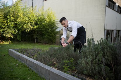 Un alumno recolecta una planta aromática en la huerta de la escuela de hostelería de Pontevedra.