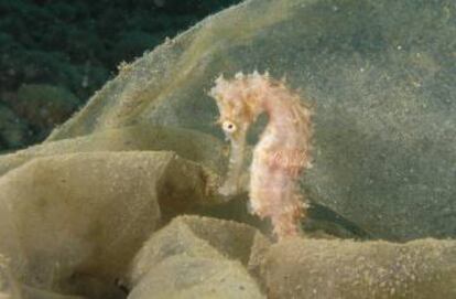 Un caballito de mar camuflado en una bolsa de plástico.