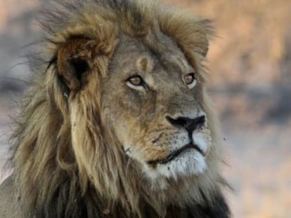 Su muerte hace un año trajo progresos para los leones pero su principal amenaza sigue diezmándolos