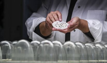 Semillas de cebolla.