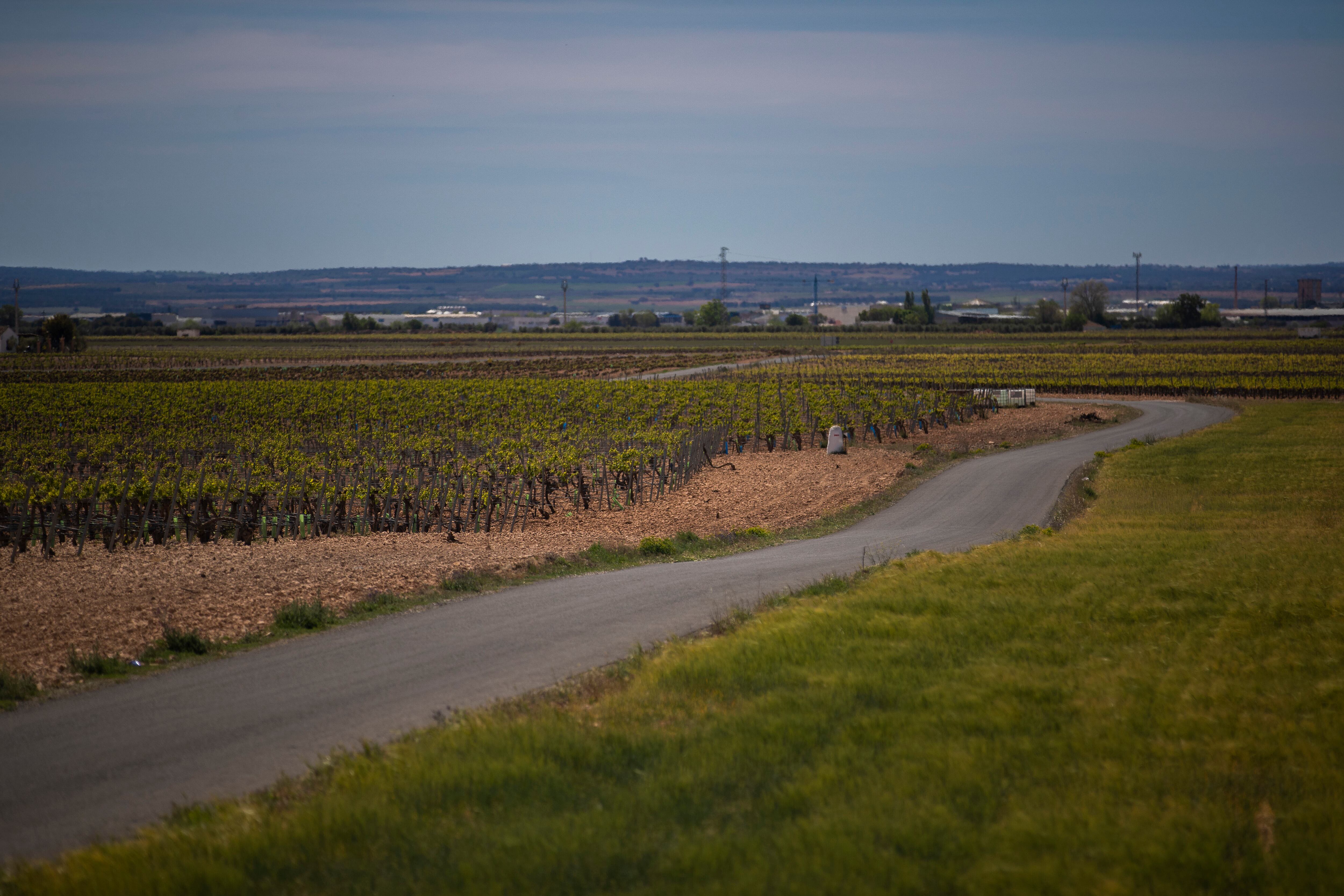 Viñedos de Tomelloso, Ciudad Real. 