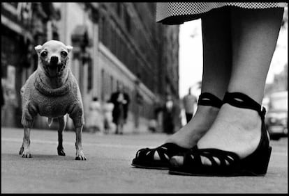 'Estados Unidos. Nueva York', 1946, una de la características fotografías de Erwitt sobre perros.