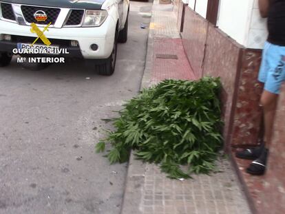 Un vecino entrega las plantas de marihuana que cultivaba en su casa de Puerto Serrano (Cádiz)