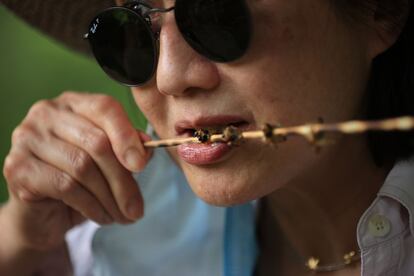 Una mujer degusta una brocheta de cigarras a la parrilla durante el "Cigarrafest" en Crofton, Maryland. La invasión de estos insectos supone también un gran festín para arañas y otros depredadores, como ratones, pájaros o serpientes.