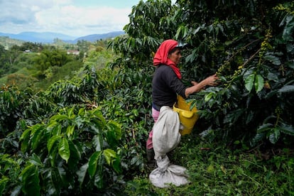Una mujer recolecta café, en Colombia.