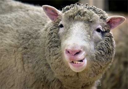 La oveja <i>Dolly</i><b>, en una imagen del año pasado en su establo del Instituto Roslin en Edimburgo.</b>