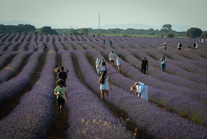 Las miles de hectáreas de plantación de campos de lavanda de Brihuega, en Guadalajara, atraen, en estos días, a los turistas que no pueden resistirse a pasear y fotografiarse en un paisaje  donde el color morado es el protagonista.