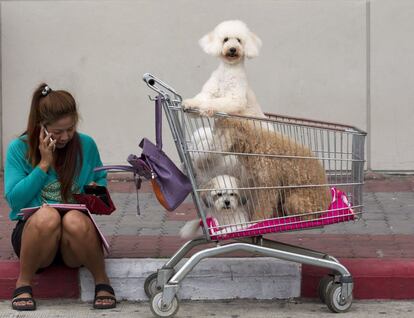 Unos perros junto a su dueña en el exterior del Certamen Internacional de Perros de Tailandia (Bangkok).