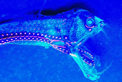 El 'pez víbora' pertenece a la zona crepuscular del océano; entre los 200 y los 1.000 metros de profundidad. Allí, la luz solar llega con menor profundidad, y algunas especies, como el pez víbora, usan la bioluminiscencia para atraer la comida a su boca.