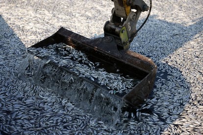 An excavator works to clean up tons of dead fish on Wednesday in the port of Volos, Greece.  