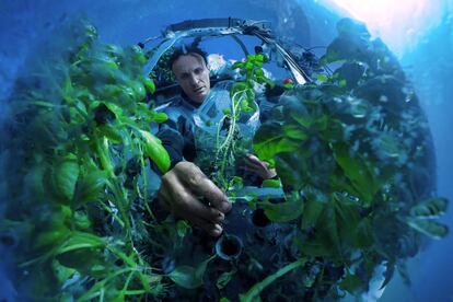 Luca Gamberini es el encargado de la recoleccin de albahaca dentro de la biosfera nmero uno del Jardn de Nemo. Una vez que las plantas se retiran suavemente de la caja hidropnica, se colocan dentro de mltiples bolsas de plstico para evitar el contacto con el agua salada durante el transporte hacia la superficie.