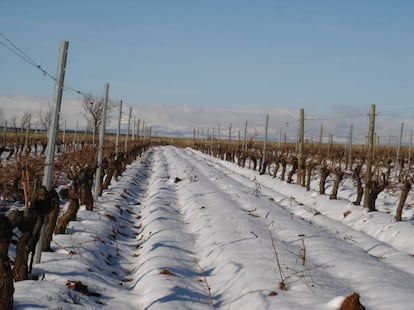 Viñedos en invierno.