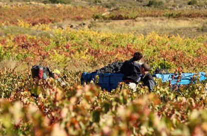 Vendimia en la Rioja Alavesa.