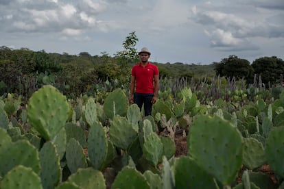 Young people are organizing in the quilombos to continue agricultural production and preserve their oral traditions. In this photo, a man is pictured in the quilombo of Custaneira.