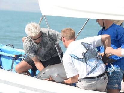 La vaquita marina, rescatada el miércoles en el golfo de California.