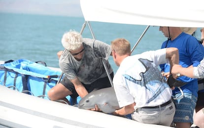 La vaquita marina, rescatada el miércoles en el golfo de California.