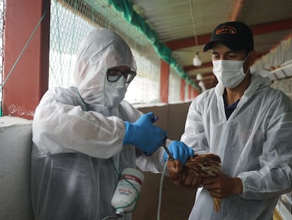 Dos técnicos vacunan un pollo en una granja avícola de Puéllaro (Ecuador), el 3 de marzo.