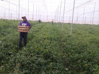 Um dos projetos de agricultura da organização Alma, em Zacatecas, onde trabalham migrantes deportados.