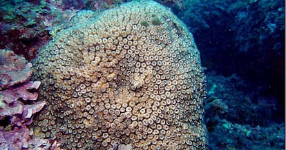 La Madrépora mediterránea.