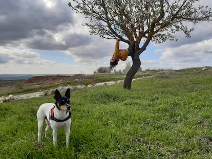 Cuando el perro, los niños y la madre éramos más felices en el monte.