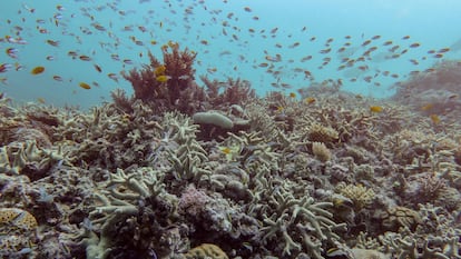 BANGKOK, 06/08/2025.- La Gran Barrera de Coral, con una extensión de unos 2.300 kilómetros y ubicada al este de Australia, sufre su mayor declive coralino desde que hay registros en 1986, indicaron este miércoles en un informe científicos australianos. El gubernamental Instituto Australiano de Ciencia Marina documentó el estado de 124 arrecifes entre agosto de 2024 y mayo de 2025 para determinar el blanqueamiento generalizado de corales en las tres partes de la Gran Barrera. EFE/Instituto Australiano De Ciencia Marina SOLO USO EDITORIAL/SOLO DISPONIBLE PARA ILUSTRAR LA NOTICIA QUE ACOMPAÑA (CRÉDITO OBLIGATORIO)