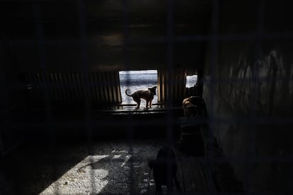 Un perro frente a la puerta de una jaula del refugio en la prisión más grande de Serbia.