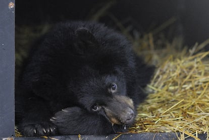 Ejemplar de oso negro de Alaska.