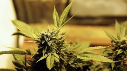 Planta de cannabis.