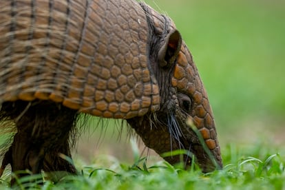 Un armadillo, en Pantanal, Brasil