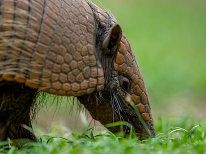 Un armadillo, en Pantanal, Brasil, el 26 de septiembre de 2024.