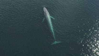 Una ballena azul es avistada en la costa de Chiloé, una isla en el sur de Chile
