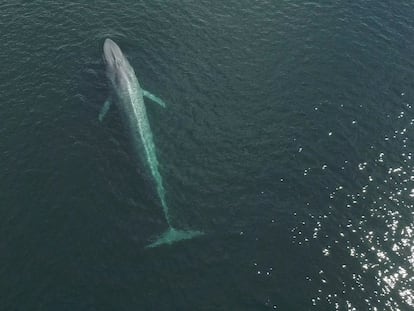 Una ballena azul es avistada en la costa de Chiloé, una isla en el sur de Chile, el 13 de octubre de 2022.