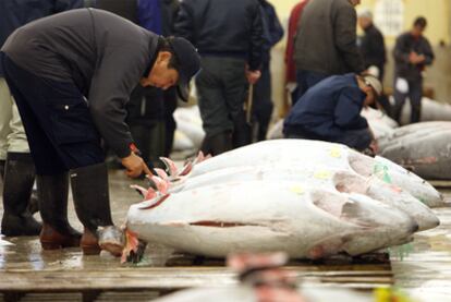 Un comprador inspecciona la calidad del atún antes de una subasta en el mercado de Tsukiji, el mayor del mundo, en Tokio.