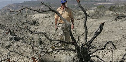 El agricultor Daniel Martínez, en una de finca en Torremendo, Orihuela.