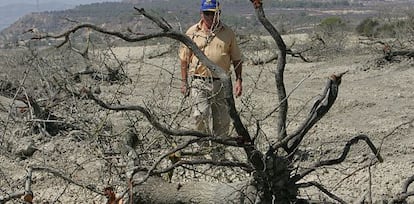 El agricultor Daniel Mart&iacute;nez, en una de finca en Torremendo, Orihuela. 